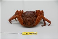 藏品(細紋方蟹)的圖片